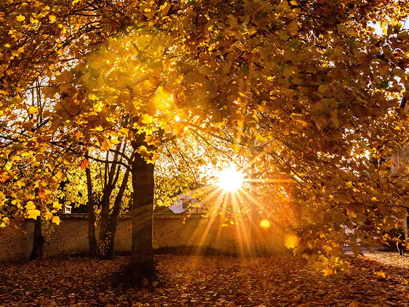 Le soleil bas de l'automne brille à travers les feuilles dorées, créant un éblouissement intense qui constitue un défi pour les personnes sensibles à la lumière.